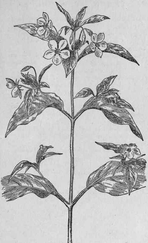 Fringed Loosestrife.