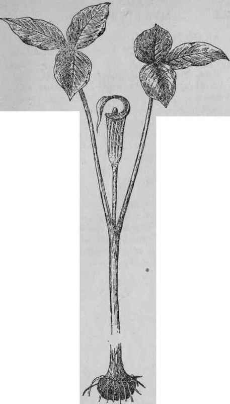 Jack in the Pulpit.