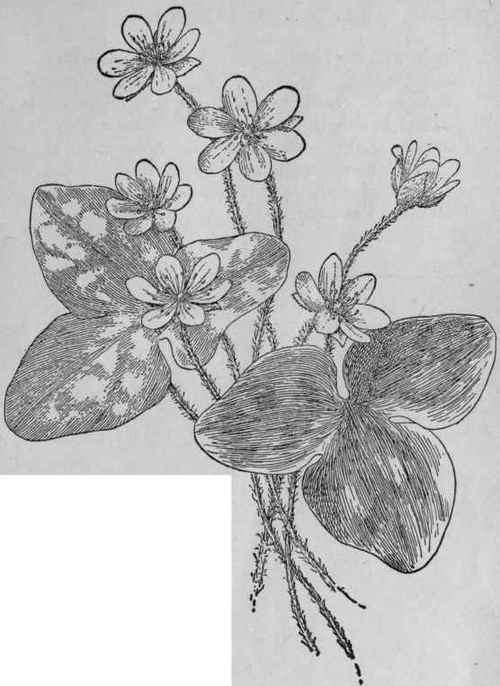 Liverleaf.