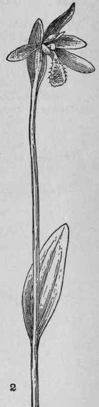 Rose Pogonia.