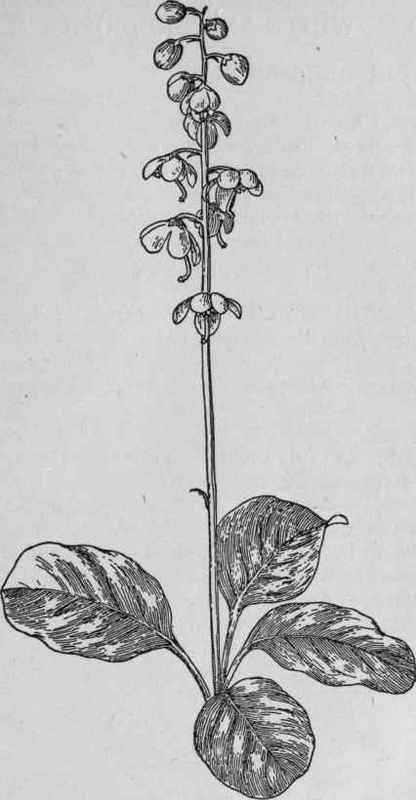 Shin Leaf.