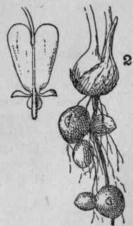 Squirrel Corn.