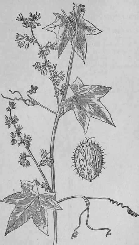 Wild Balsam apple.