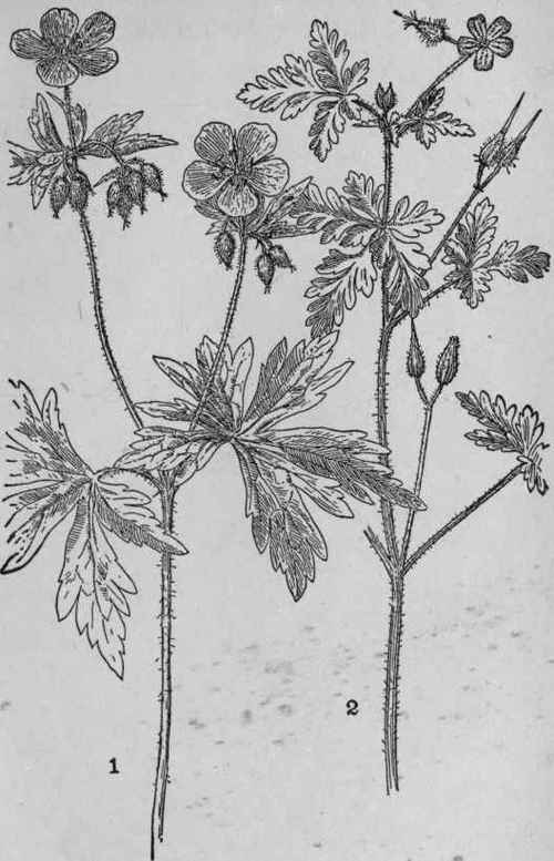 Wild Cranesbill.