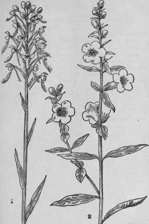 Yellow Fringed Orchis.