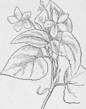 Canada Violet. Viola Canadensis