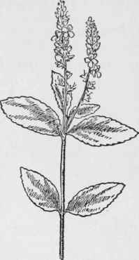 Common Speedwell. Veronica officinalis