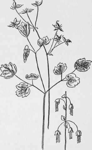 Early Meadow Rue. Thalictrum dioicum