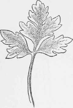 Leaf of Early Buttercup. Ranunculus fascicularis