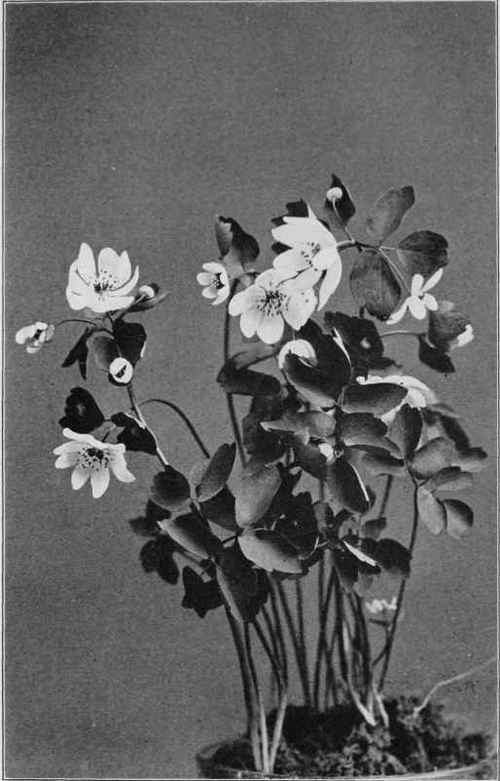 Meadow Rue Anemone. Syndesmon thalictroides