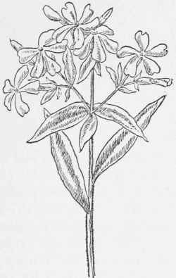 Phlox. Phlox divaricata