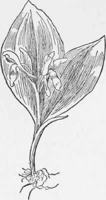 Showy Orchis. Orchis spectabilis