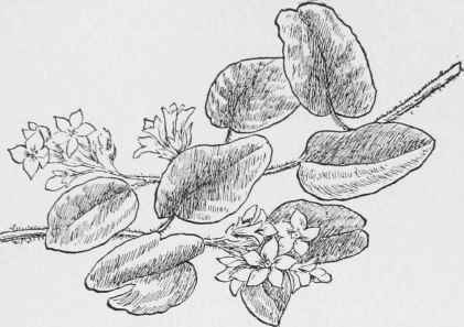 Trailing Arbutus. Epigaa repens