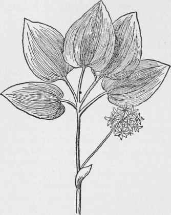 Upright Smilax. Smilax ecirrhata