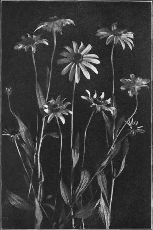 BLACK EYED SUSAN. Rudbeckia Birta