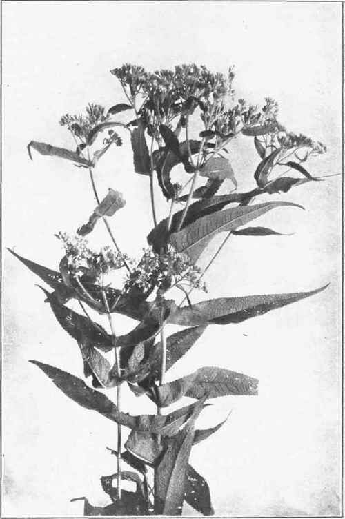BONESET. INDIAN SAGE. Eupatorium perfoliatum