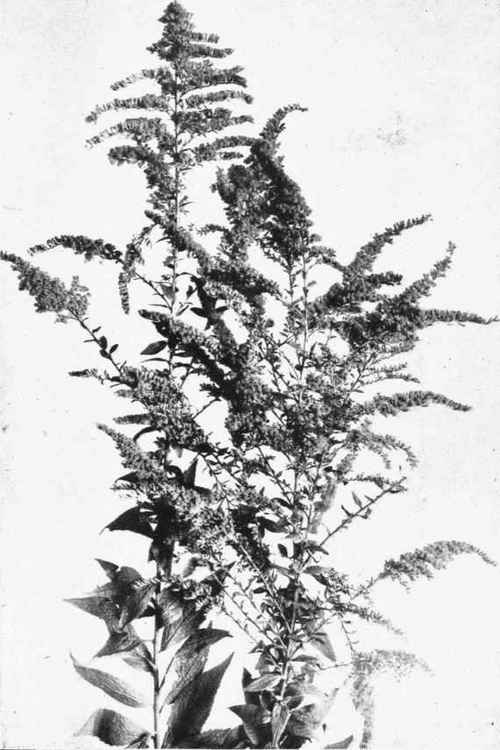 CANADA GOLDEN ROD. Solidago canadensis