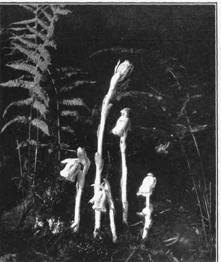 INDIAN PIPE. Monotropa uniflora