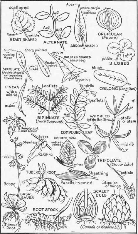 LEAF AND ROOT FORMS