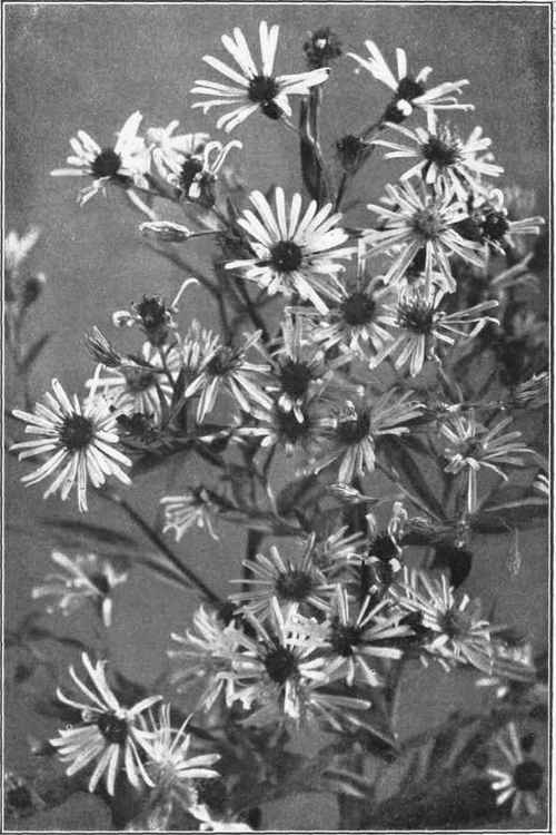 NEW YORK ASTER. Aster novi belgii