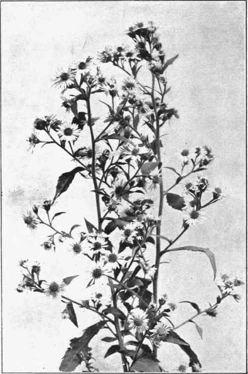 PURPLE STEM ASTER. Aster puniceus