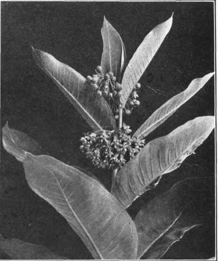 SUMMER. COMMON MILKWEED. Asclepias syriaca