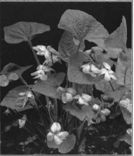 SWEET WHITE VIOLET. Viola blanda