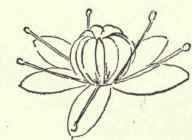 American Crinum Crinum Americanum 79