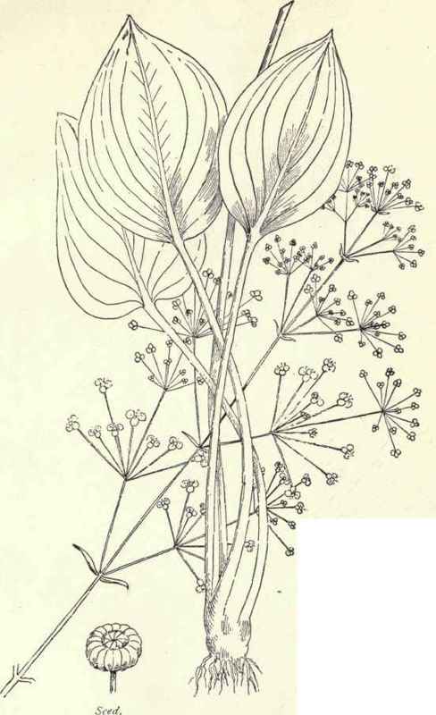 Amphibious Knotweed Polygonum amphibium 71