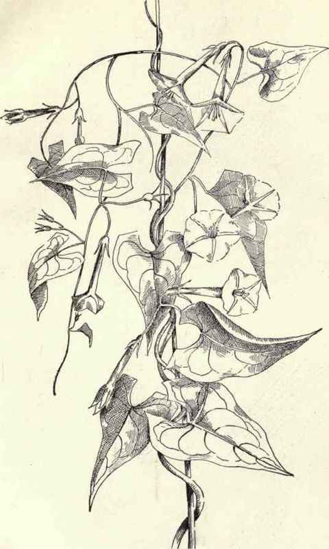 Bouncing Bet Fuller s Herb 50apw0rt Saponaria offi 229