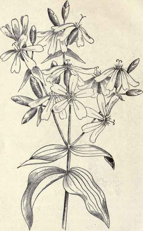 Bouncing Bet Fuller s Herb 50apw0rt Saponaria offi 230