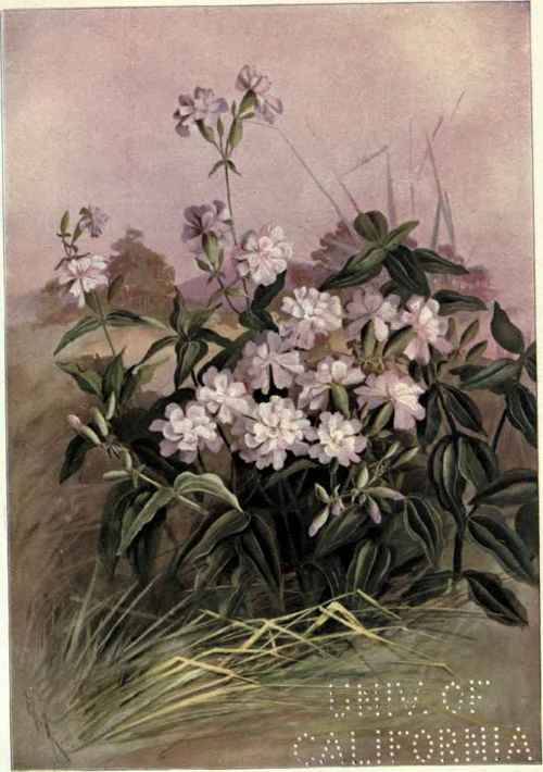 Bouncing Bet Fuller s Herb 50apw0rt Saponaria offi 231
