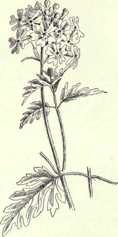 Common Evening Primrose Onagra biennis 214