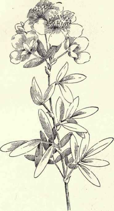 Five Finger Common Cinquefoil Potentllla Canadensi 212