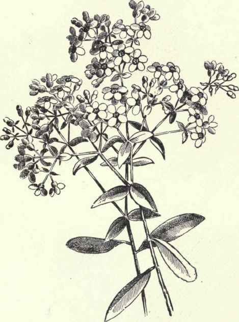 Flowering Spurge Euphorbia corollata 207