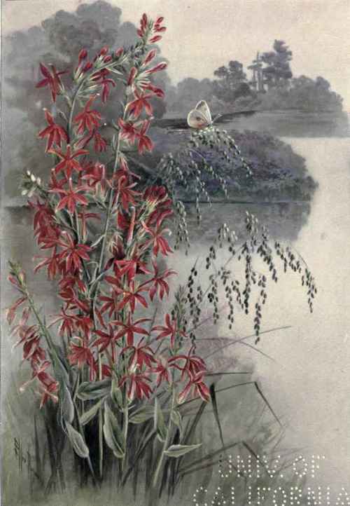 Great Lobelia Blue Cardinal Flower Lobelia syphill 130