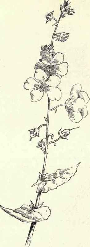 Great Mullen Velvet Or Mullen Dock Verbascum Thaps 221