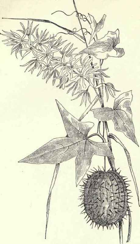 Monkshood Wolf s Bane Friar s Cap Aconitum uncinat 118