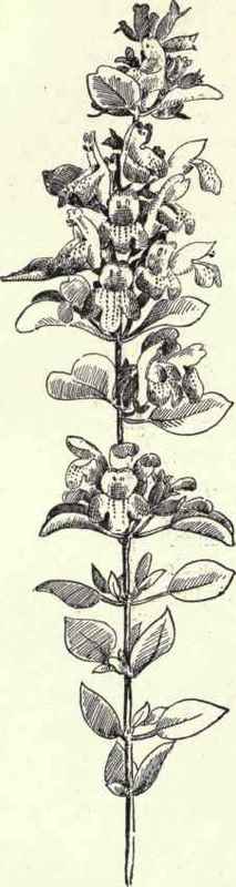 Painted Cup Castilleja coccinea 205
