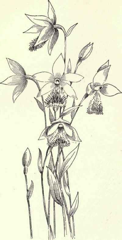 Pogonia ophioglossoides.