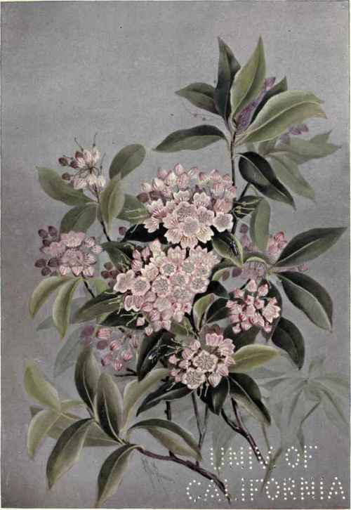 Round Leaved Dogwood Cornus circinata 156