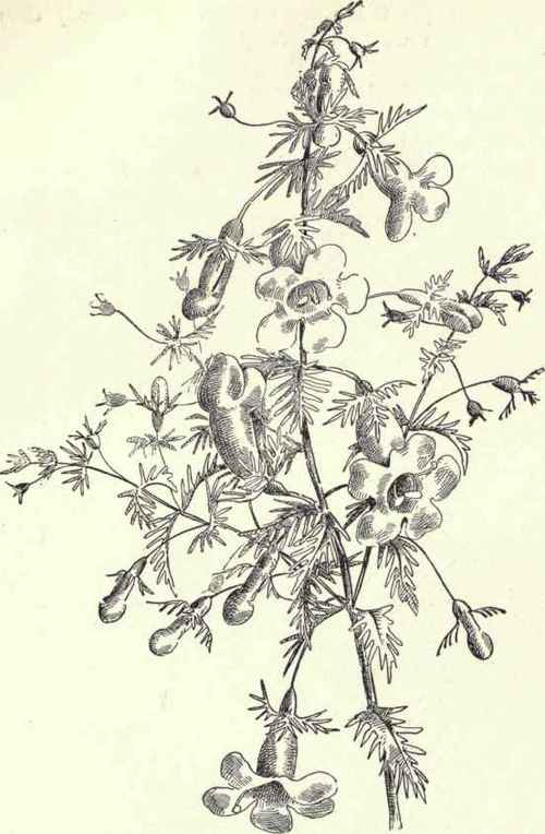 Smooth False Foxglove Dasysloma Virginica 194