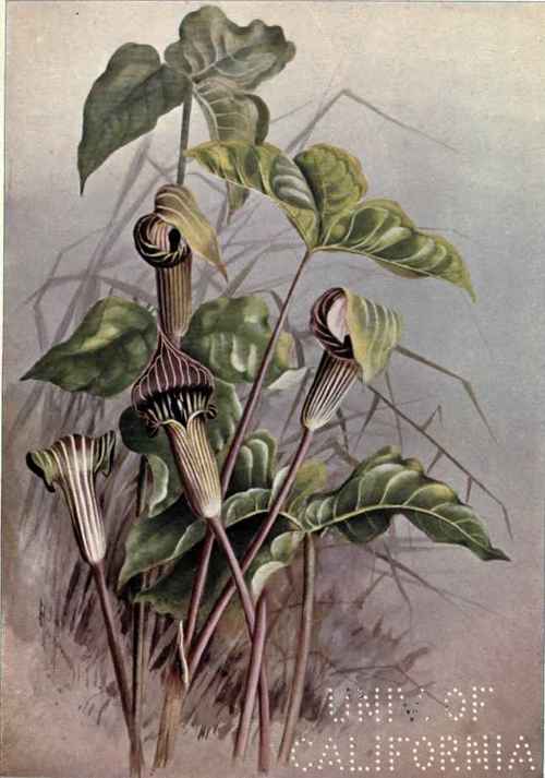 Strophilirion Strophilirion Califomicum 141