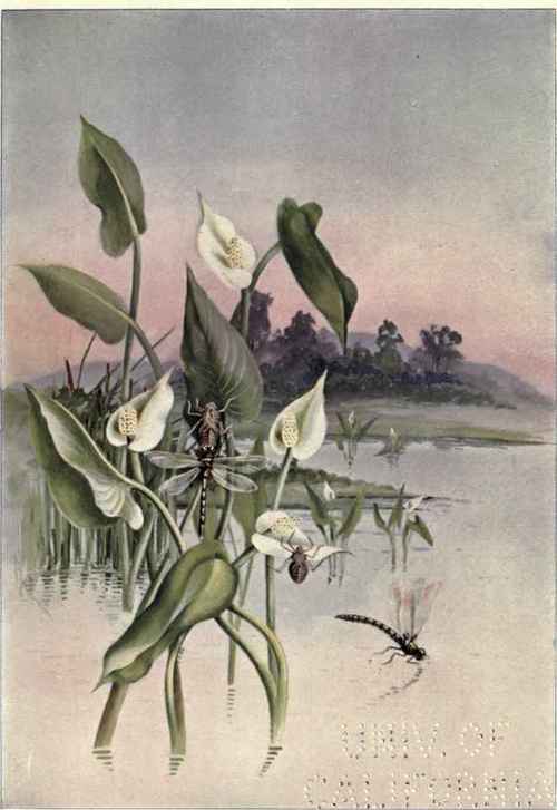 The Composite Family Compositae 56