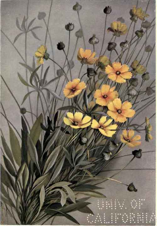 Tick Seed Coreopsis lanceolata 223