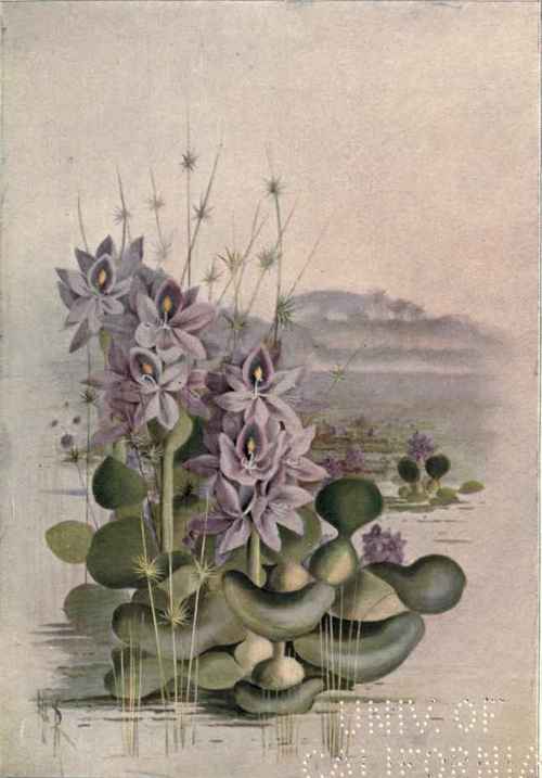 Water Star Grass