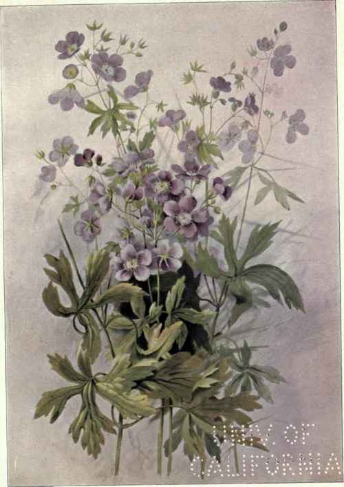 Wild Sarsaparilla Aralia nudicaulis 190