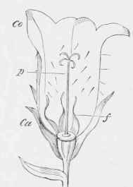 Ditto, in the second (female) condition