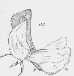 Flower of Sweet Pea, in its natural position.