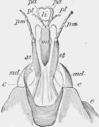Front part of head of Prosopis